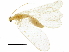  (Chrysoperla mediterranea - BIOUG34593-E12)  @11 [ ] CreativeCommons - Attribution (2017) CBG Photography Group Centre for Biodiversity Genomics