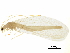  (Nineta carinthiaca - BIOUG34593-G02)  @11 [ ] CreativeCommons - Attribution (2017) CBG Photography Group Centre for Biodiversity Genomics