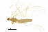  ( - BIOUG34593-G05)  @11 [ ] CreativeCommons - Attribution (2017) CBG Photography Group Centre for Biodiversity Genomics