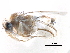  (Megaselia cuneata - BIOUG28751-E09)  @11 [ ] CreativeCommons - Attribution (2016) CBG Photography Group Centre for Biodiversity Genomics