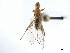  ( - CCDB-33291-A06)  @11 [ ] CreativeCommons - Attribution (2019) CBG Photography Group Centre for Biodiversity Genomics