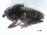  ( - CCDB-33291-F01)  @11 [ ] CreativeCommons - Attribution (2019) CBG Photography Group Centre for Biodiversity Genomics