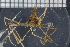  (Macropodia - ZMBN_98423)  @14 [ ] CreativeCommons - Attribution Non-Commercial Share-Alike (2015) University of Bergen University of Bergen, Natural History Collection