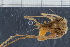  (Inachidae - ZMBN_98425)  @14 [ ] CreativeCommons - Attribution Non-Commercial Share-Alike (2015) University of Bergen University of Bergen, Natural History Collection