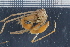  ( - ZMBN_98425)  @14 [ ] CreativeCommons - Attribution Non-Commercial Share-Alike (2015) University of Bergen University of Bergen, Natural History Collection