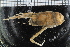  ( - ZMBN_98448)  @11 [ ] CreativeCommons - Attribution Non-Commercial Share-Alike (2015) University of Bergen University of Bergen, Natural History Collection