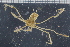  ( - ZMBN_98456)  @11 [ ] CreativeCommons - Attribution Non-Commercial Share-Alike (2015) University of Bergen University of Bergen, Natural History Collection