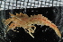  ( - ZMBN_98488)  @11 [ ] CreativeCommons - Attribution Non-Commercial Share-Alike (2015) University of Bergen University of Bergen, Natural History Collection