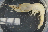  (Dichelopandalus bonnieri - ZMBN_98493)  @14 [ ] CreativeCommons - Attribution Non-Commercial Share-Alike (2015) University of Bergen University of Bergen, Natural History Collection