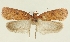  (Agonopterix rimantasi - TLMF Lep 23236)  @11 [ ] CreativeCommons - Attribution Non-Commercial Share-Alike (2017) Peter Buchner Tiroler Landesmuseum