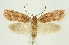  (Agonopterix sapporensis - TLMF Lep 23243)  @11 [ ] CreativeCommons - Attribution Non-Commercial Share-Alike (2017) Peter Buchner Tiroler Landesmuseum