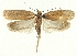  (Agonopterix canuflavella - MFN-29134-H01)  @11 [ ] CreativeCommons - Attribution Non-Commercial Share-Alike (2016) Peter Buchner Tiroler Landesmuseum