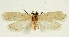  (Agonopterix invenustella - MFN-29134-H07)  @11 [ ] CreativeCommons - Attribution Non-Commercial Share-Alike (2016) Peter Buchner Tiroler Landesmuseum