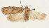  (Agonopterix probella - MFN-29197-A01)  @11 [ ] CreativeCommons - Attribution Non-Commercial Share-Alike (2018) Peter Buchner Tiroler Landesmuseum