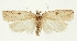  (Agonopterix lacteella - MNINGA-29197-F04)  @11 [ ] CreativeCommons - Attribution Non-Commercial Share-Alike (2018) Peter Buchner Tiroler Landesmuseum