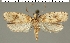  (Agonopterix septicella - NHMUK185530509)  @11 [ ] CreativeCommons - Attribution Non-Commercial Share-Alike (2016) Peter Buchner Tiroler Landesmuseum