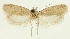 (Agonopterix panjaoella - SMNK-29134-E09)  @11 [ ] CreativeCommons - Attribution Non-Commercial Share-Alike (2016) Peter Buchner Tiroler Landesmuseum