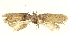  (Agonopterix bakriella - SMNK-29134-F02)  @11 [ ] CreativeCommons - Attribution Non-Commercial Share-Alike (2016) Peter Buchner Tiroler Landesmuseum