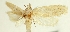  (Agonopterix farsensis - SMNK-29134-G01)  @11 [ ] CreativeCommons - Attribution Non-Commercial Share-Alike (2016) Peter Buchner Tiroler Landesmuseum