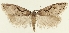  (Semioscopis japonicella - TLMF Lep 23492)  @11 [ ] CreativeCommons - Attribution Non-Commercial Share-Alike (2018) Peter Buchner Tiroler Landesmuseum