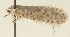 (Exaeretia nebulosella - TLMF Lep 23496)  @11 [ ] CreativeCommons - Attribution Non-Commercial Share-Alike (2018) Peter Buchner Tiroler Landesmuseum