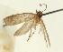  (Agonopterix kirgizella - TLMF Lep 23516)  @11 [ ] CreativeCommons - Attribution Non-Commercial Share-Alike (2018) Peter Buchner Tiroler Landesmuseum