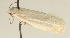  (Agonopterix sinevi - TLMF Lep 23521)  @12 [ ] CreativeCommons - Attribution Non-Commercial Share-Alike (2018) Peter Buchner Tiroler Landesmuseum