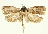  (Agonopterix chiangmaiensis - TLMF Lep 23563)  @11 [ ] CreativeCommons - Attribution Non-Commercial Share-Alike (2018) Peter Buchner Tiroler Landesmuseum