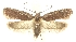  (Agonopterix rhododrosa - TLMF Lep 23584)  @11 [ ] CreativeCommons - Attribution Non-Commercial Share-Alike (2018) Peter Buchner Tiroler Landesmuseum