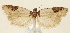  (Agonopterix burmana - TLMF Lep 23585)  @11 [ ] CreativeCommons - Attribution Non-Commercial Share-Alike (2018) Peter Buchner Tiroler Landesmuseum