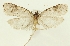  (Agonopterix dierli - TLMF Lep 23588)  @11 [ ] CreativeCommons - Attribution Non-Commercial Share-Alike (2018) Peter Buchner Tiroler Landesmuseum