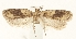  (Agonopterix buryatica - TLMF Lep 25986)  @11 [ ] CreativeCommons - Attribution Non-Commercial Share-Alike (2018) Peter Buchner Tiroler Landesmuseum