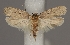  (Agonopterix curvipunctosa - TLMF Lep 04934)  @14 [ ] CreativeCommons - Attribution Non-Commercial Share-Alike (2011) Peter Huemer Tiroler Landesmuseum Ferdinandeum