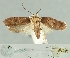 (Agonopterix paraselini - TLMF Lep 19020)  @14 [ ] CreativeCommons - Attribution Non-Commercial Share-Alike (2016) Peter Buchner Tiroler Landesmuseum