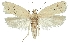  (Agonopterix bipunctosa - TLMF Lep 19091)  @14 [ ] CreativeCommons - Attribution Non-Commercial Share-Alike (2016) Peter Buchner Tiroler Landesmuseum