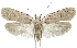  (Agonopterix adspersella - TLMF Lep 19163)  @14 [ ] CreativeCommons - Attribution Non-Commercial Share-Alike (2016) Peter Huemer Tiroler Landesmuseum