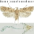  (Agonopterix cinerariae - TLMF Lep 19196)  @14 [ ] CreativeCommons - Attribution Non-Commercial Share-Alike (2016) Peter Buchner Tiroler Landesmuseum