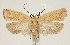  (Agonopterix squamosa - TLMF Lep 19253)  @14 [ ] CreativeCommons - Attribution Non-Commercial Share-Alike (2016) Peter Buchner Tiroler Landesmuseum