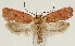  (Agonopterix kayseriensis - TLMF Lep 19256)  @15 [ ] CreativeCommons - Attribution Non-Commercial Share-Alike (2016) Peter Buchner Tiroler Landesmuseum