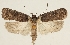  (Agonopterix melancholica - BC TLMF Lep 19287)  @14 [ ] CreativeCommons - Attribution Non-Commercial Share-Alike (2016) Peter Huemer Tiroler Landesmuseum