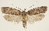  (Agonopterix guanchella - BC TLMF Lep 19294)  @15 [ ] CreativeCommons - Attribution Non-Commercial Share-Alike (2016) Peter Huemer Tiroler Landesmuseum