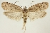  (Agonopterix thapsiella - BC TLMF Lep 19318)  @15 [ ] CreativeCommons - Attribution Non-Commercial Share-Alike (2016) Peter Huemer Tiroler Landesmuseum