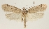  (Agonopterix ustjuzhanini - BC TLMF Lep 19326)  @15 [ ] CreativeCommons - Attribution Non-Commercial Share-Alike (2016) Peter Huemer Tiroler Landesmuseum