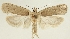  (Agonopterix kopetdagella - BC TLMF Lep 19349)  @15 [ ] CreativeCommons - Attribution Non-Commercial Share-Alike (2016) Peter Huemer Tiroler Landesmuseum