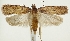  (Agonopterix olusatri - BC TLMF Lep 19373)  @15 [ ] CreativeCommons - Attribution Non-Commercial Share-Alike (2016) Peter Huemer Tiroler Landesmuseum