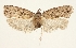  (Agonopterix bipunctifera - TLMF Lep 19418)  @13 [ ] CreativeCommons - Attribution Non-Commercial Share-Alike (2016) Peter Buchner Tiroler Landesmuseum