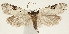  (Luquetia orientella - TLMF Lep 19427)  @15 [ ] CreativeCommons - Attribution Non-Commercial Share-Alike (2016) Peter Buchner Tiroler Landesmuseum