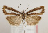  (Catoptria orobiella - TLMF Lep 29061)  @11 [ ] CreativeCommons - Attribution Non-Commercial Share-Alike (2020) Peter Buchner Tiroler Landesmuseum
