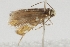  (Micropterix corcyrella - Zeller_46193_A12)  @11 [ ] CreativeCommons - Attribution Non-Commercial Share-Alike (2023) Peter Buchner Tiroler Landesmuseum