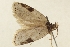  (Agonopterix leptopa - NGS_46193_C10)  @11 [ ] CreativeCommons - Attribution Non-Commercial Share-Alike (2023) Peter Buchner Tiroler Landesmuseum